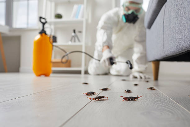 Affordable Termite Control solutions in Caruthers, CA